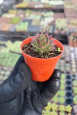 Sempervivum Ssp. Sukulent - Görsel 2