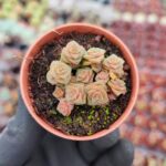 Crassula Socialis
