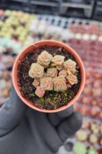 Crassula Socialis