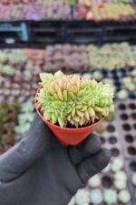 Echeveria gilva red cristata - Görsel 3