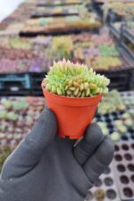 Echeveria gilva red cristata - Görsel 2