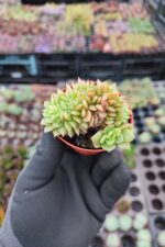 Echeveria gilva red cristata