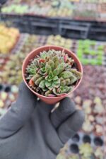 Crassula exilis cooperi
