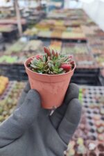 Crassula exilis cooperi - Görsel 2