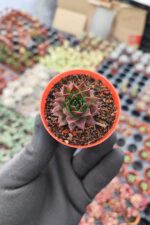 Sempervivum Ssp. Sukulent - Görsel 2