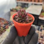 Sempervivum Ssp. Sukulent