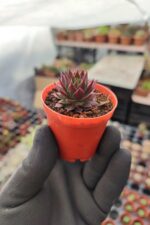 Sempervivum Ssp. Sukulent