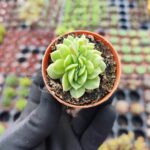 Echeveria gilva red cristata