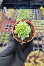 Echeveria gilva red cristata