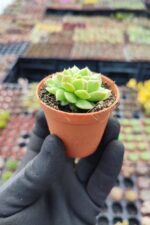 Echeveria gilva red cristata - Görsel 2