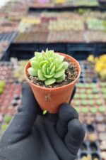 Echeveria gilva red cristata - Görsel 3