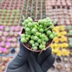 Curio Herreanus - Tesbih Çiçeği (Oval Taneli)