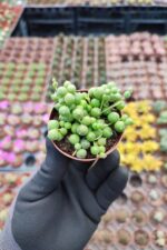 Curio Herreanus - Tesbih Çiçeği (Oval Taneli)