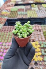 Curio Herreanus - Tesbih Çiçeği (Oval Taneli) - Görsel 2