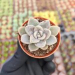 Echeveria silver quen