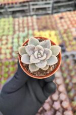 Echeveria silver quen