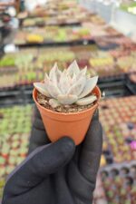 Echeveria silver quen - Görsel 2