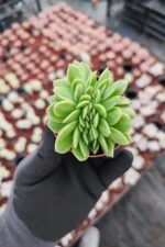 Echeveria gilva red cristata - Görsel 2
