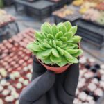 Echeveria gilva red cristata