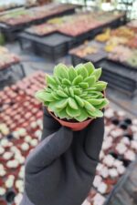 Echeveria gilva red cristata
