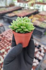 Echeveria gilva red cristata - Görsel 3
