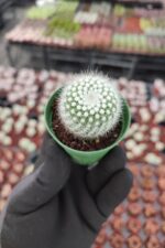 Mammillaria Ssp. - Görsel 2