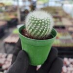 Mammillaria Ssp.