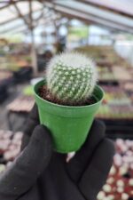 Mammillaria Ssp.