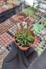 Crassula exilis cooperi - Görsel 2