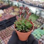 Crassula exilis cooperi