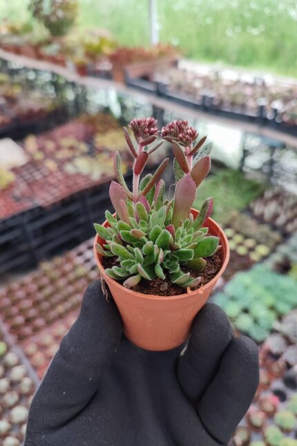 Crassula exilis cooperi