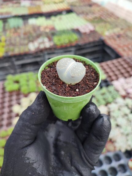 Lithops - Taş Kaktüs