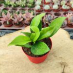 Hoya carnosa - Mum Çiçeği