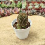 Rebutia Ssp. Kaktüs