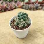 Coryphantha Elephantidens