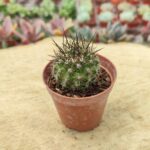 Eriosyce crassispina