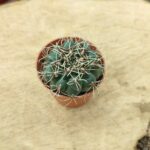 Gymnocalycium Ssp. Kaktüs