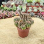 Chamaecereus Pauline Hybrid