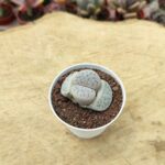 Lithops - Taş Kaktüs