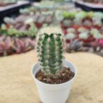 Echinocereus Ssp. Kaktüs