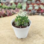 Dolichothele camptotrichia