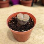 Lithops - Taş Kaktüs