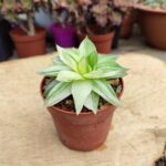 Haworthia Cymbiformis F. Variegata