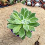 Echeveria Pulvinata Set Oliver