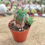 Euphorbia ferox