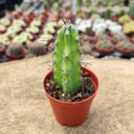 Stetsonia Ssp. Kaktüs