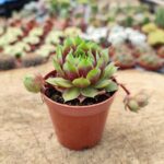 Sempervivum Ruby heart