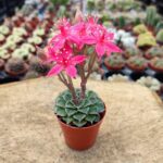 Graptopetalum Tacitus (Pembe Çiçekli)