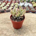 Echeveria fred ives Cristata