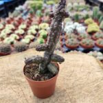 Echidnopsis Cereiformes var. Brunea